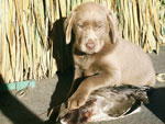 Silver Lab Puppies Gallery 02