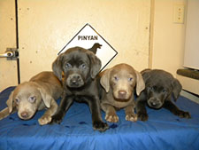 Charcoal Silver Labs